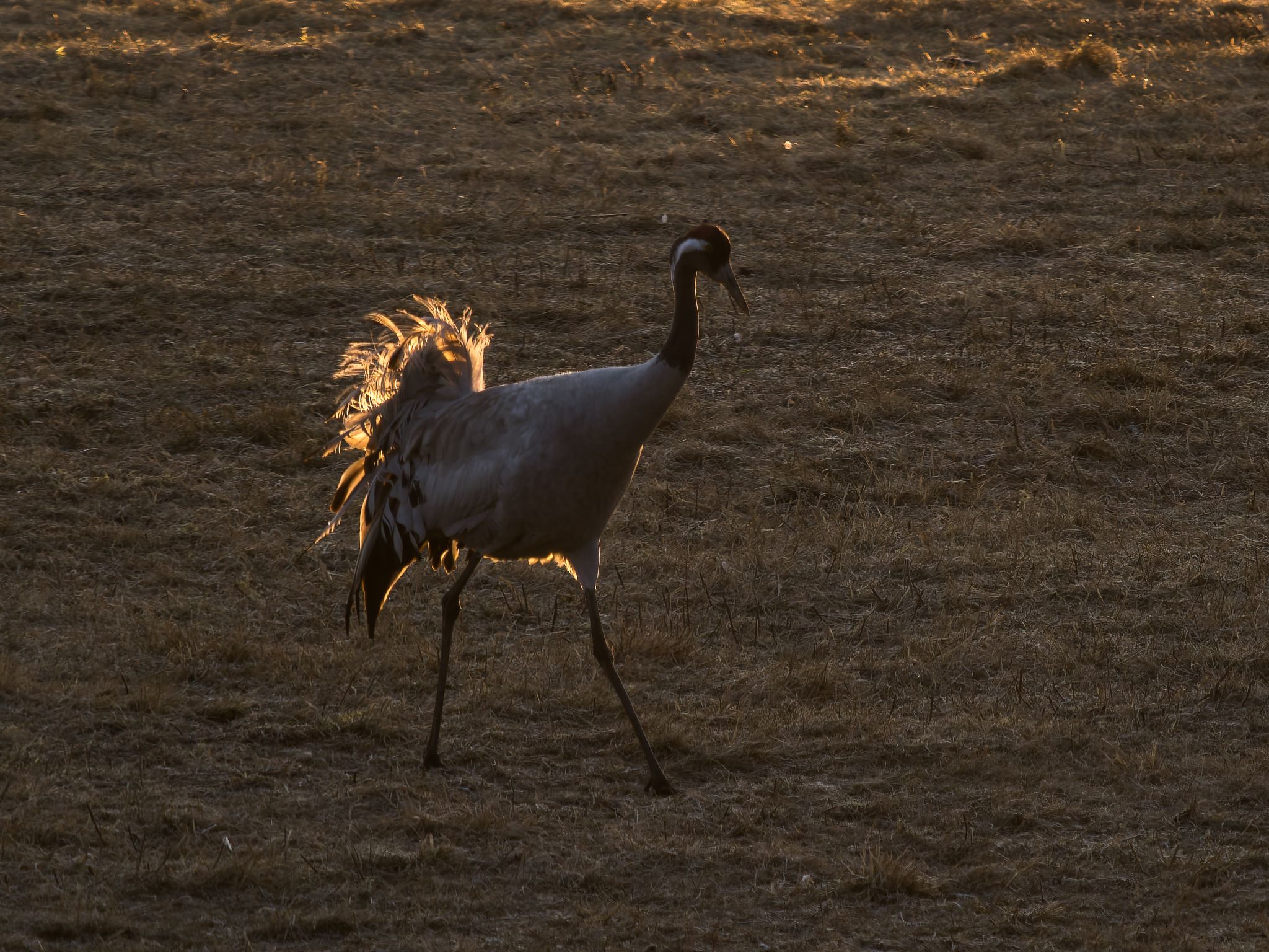 012 250324 0643 H  1HR0629 DxO DeepPRIME XD2s